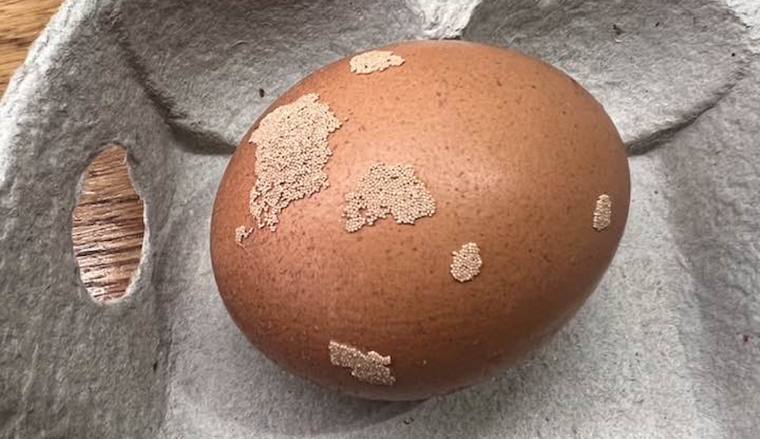 peték a tyúktojáson kalcium-kicspódás