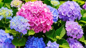 gyönyörű színpompás hortenziák