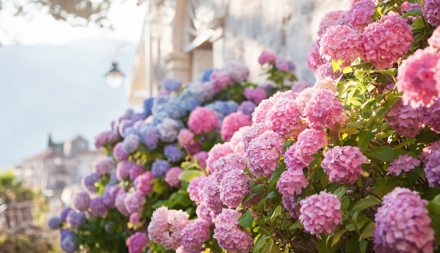 rózsaszín, kék, lila hortenzia az úút szélén