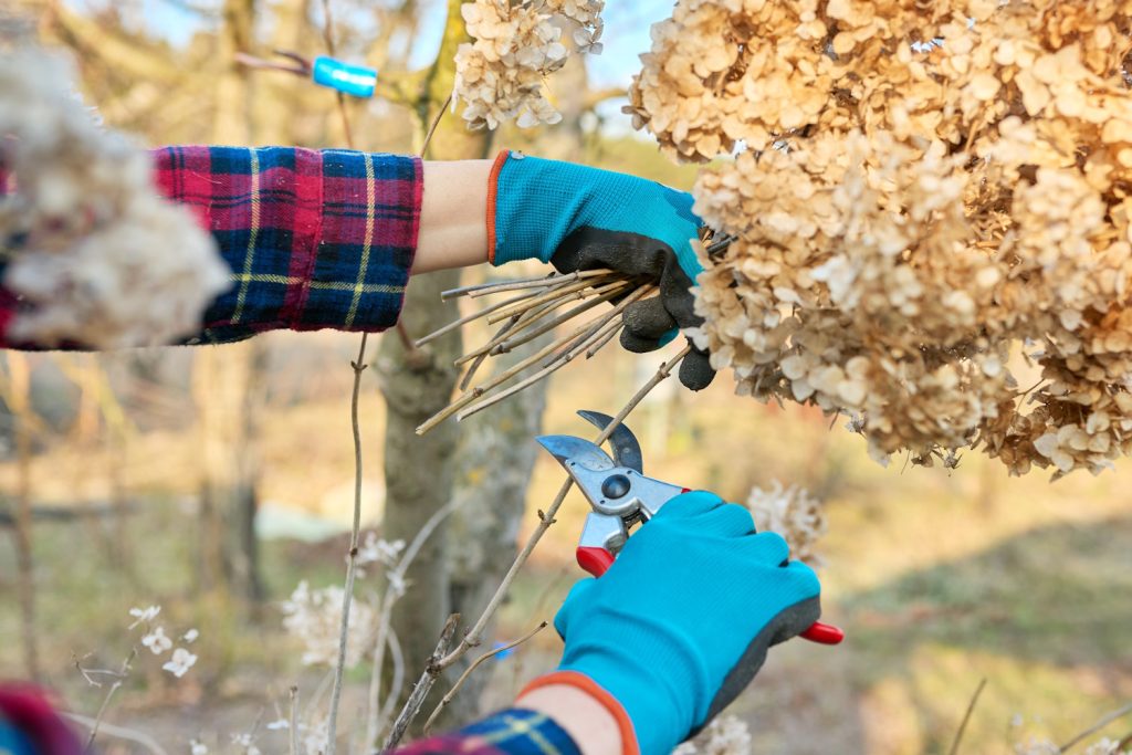 hortenzia metszése februárban