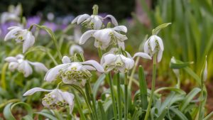 Galanthus nivalis f. pleniflorus - ez is hóvirág