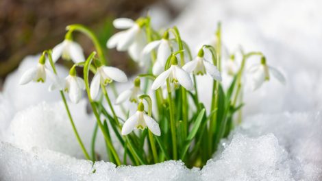 hóvirág bújik ki a hó alól