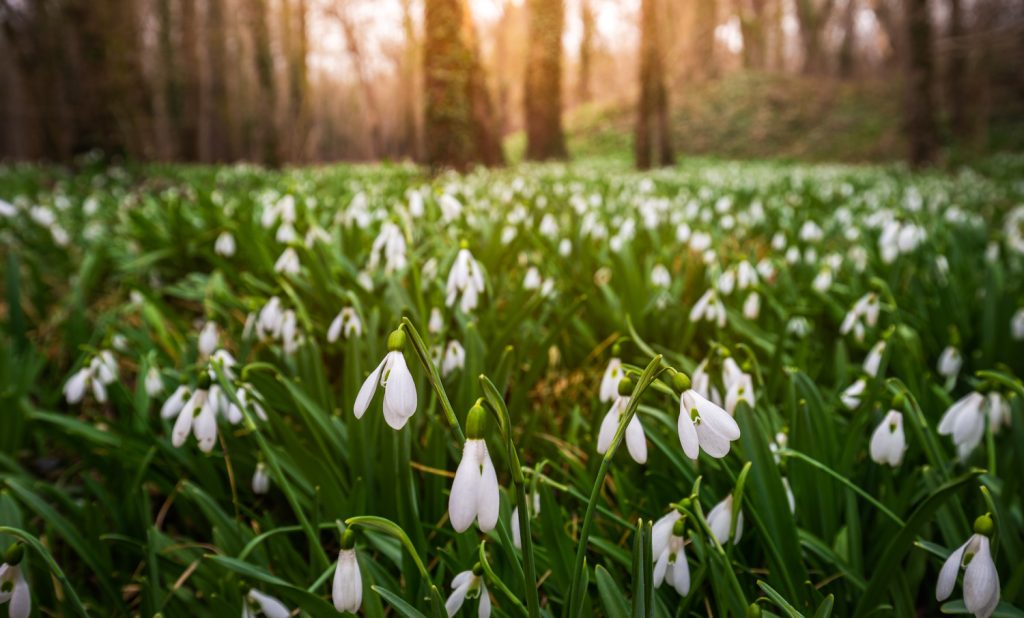 Hóvirágmező Alcsútdobozon