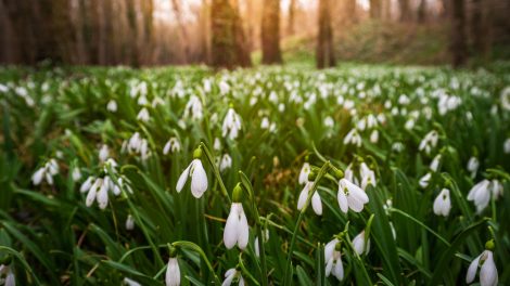 hóvirágmező alcsútdobozon