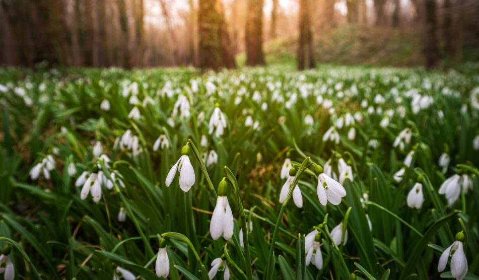 hóvirágmező alcsútdobozon