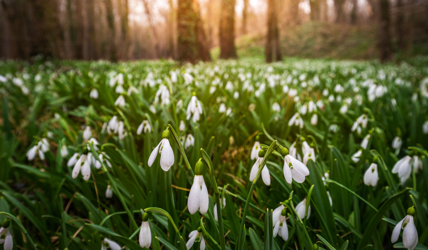 hóvirágmező alcsútdobozon