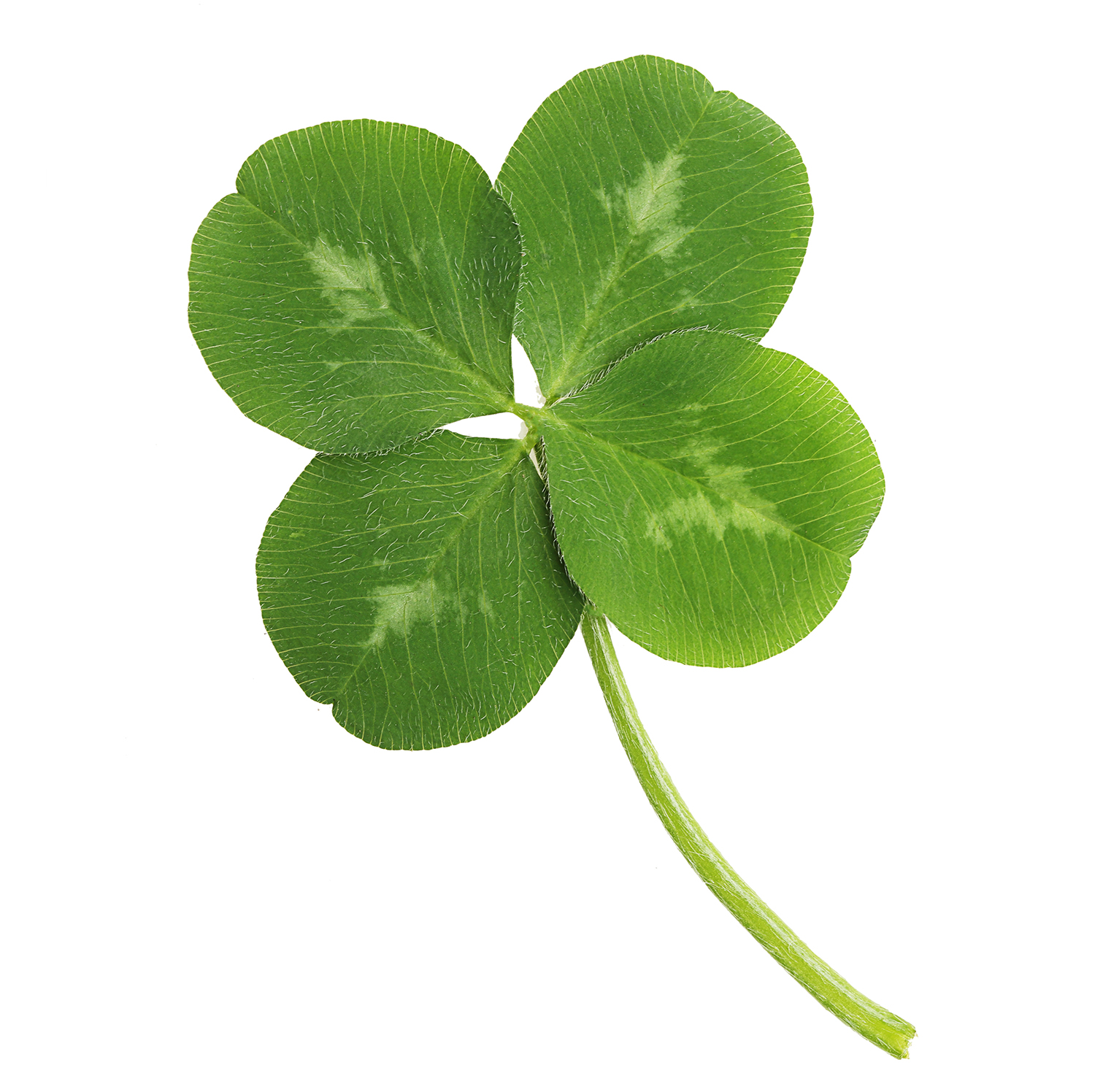 négylevelű lóhere