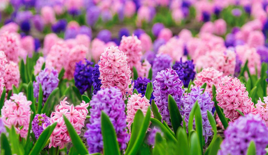 Gyönyörű színekben pompázó jácint