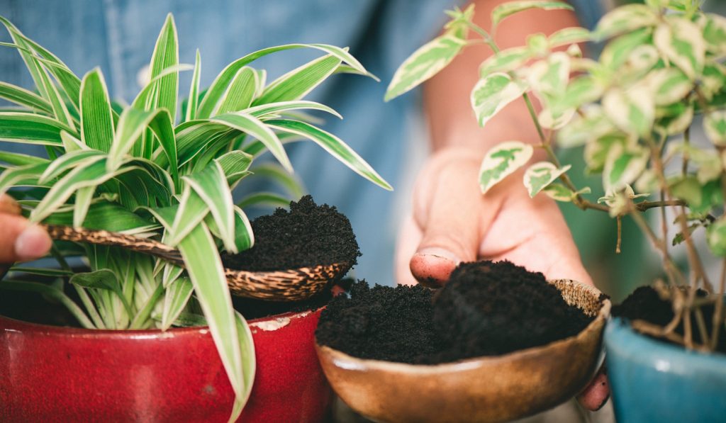 kávézaccot ad egy férfi a szobanövényeinek