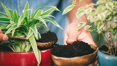 kávézaccot ad egy férfi a szobanövényeinek