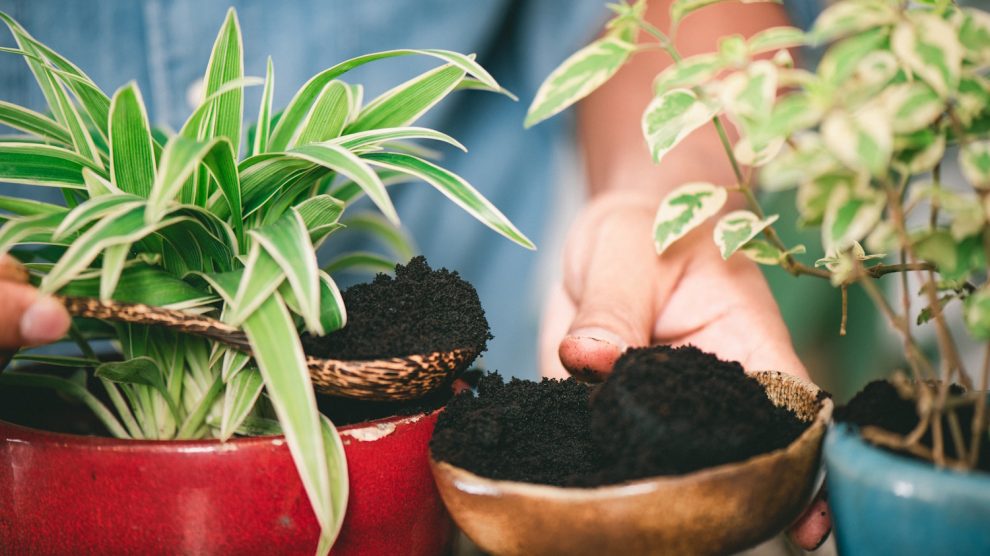 kávézaccot ad egy férfi a szobanövényeinek