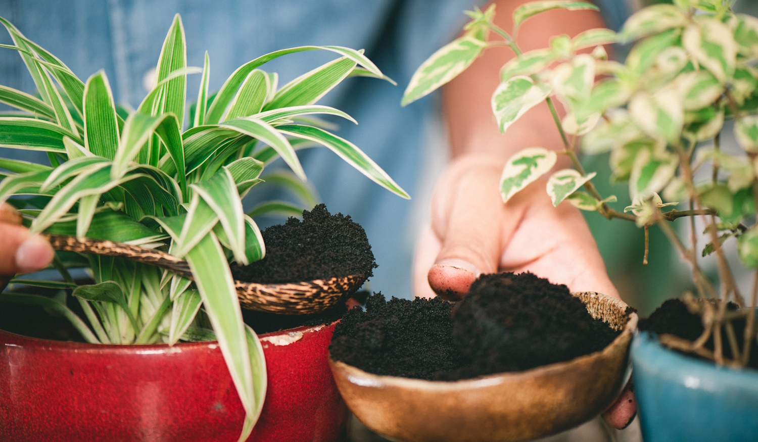 kávézaccot ad egy férfi a szobanövényeinek