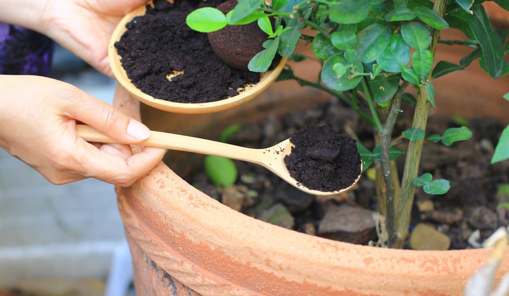 nő kávézaccot szór a szobanövénye földjére