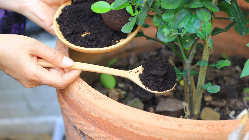 nő kávézaccot szór a szobanövénye földjére