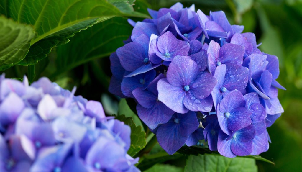 kék hortenzia virága közelről