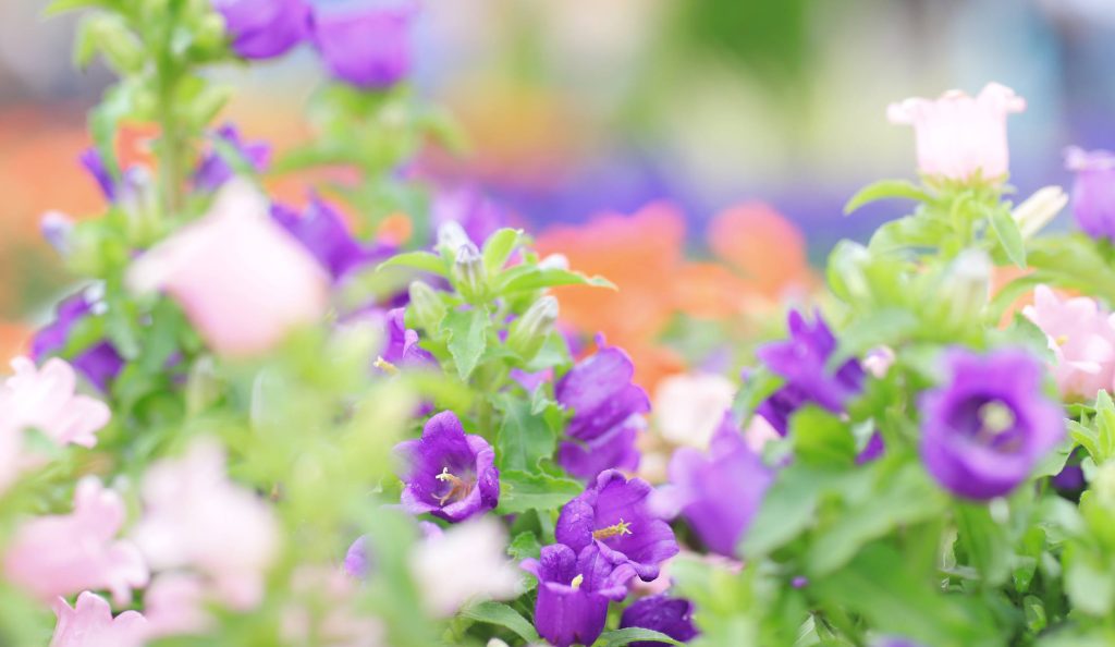 lila virágok a kertben