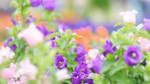 lila virágok a kertben