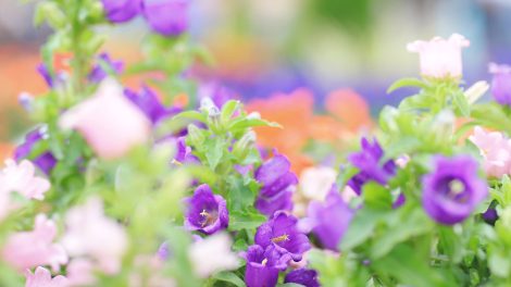 lila virágok a kertben