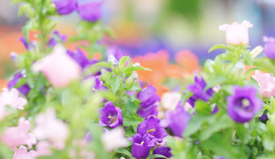 lila virágok a kertben