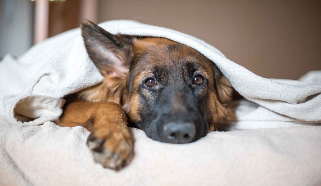 cuki kutya az ágyban