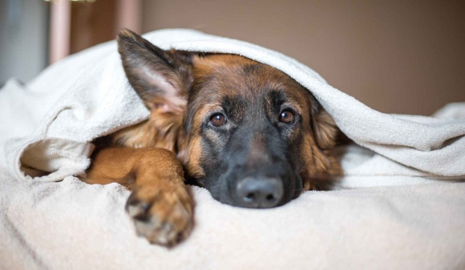 cuki kutya az ágyban