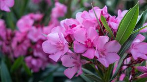 rózsaszín leander közelről