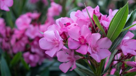 rózsaszín leander közelről