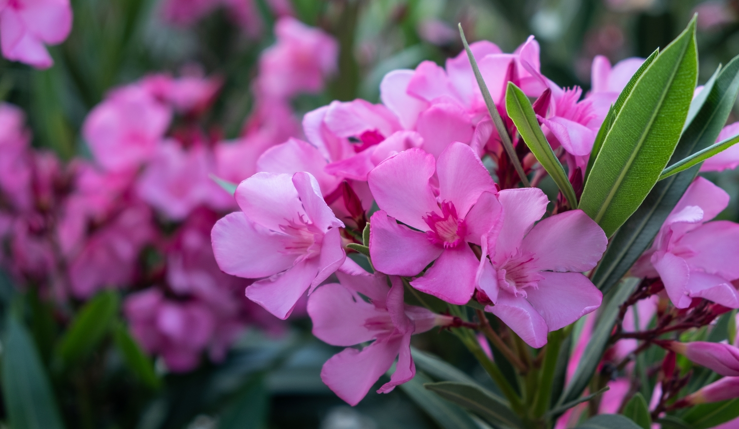 rózsaszín leander közelről