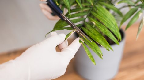 szobanövény levele barnul