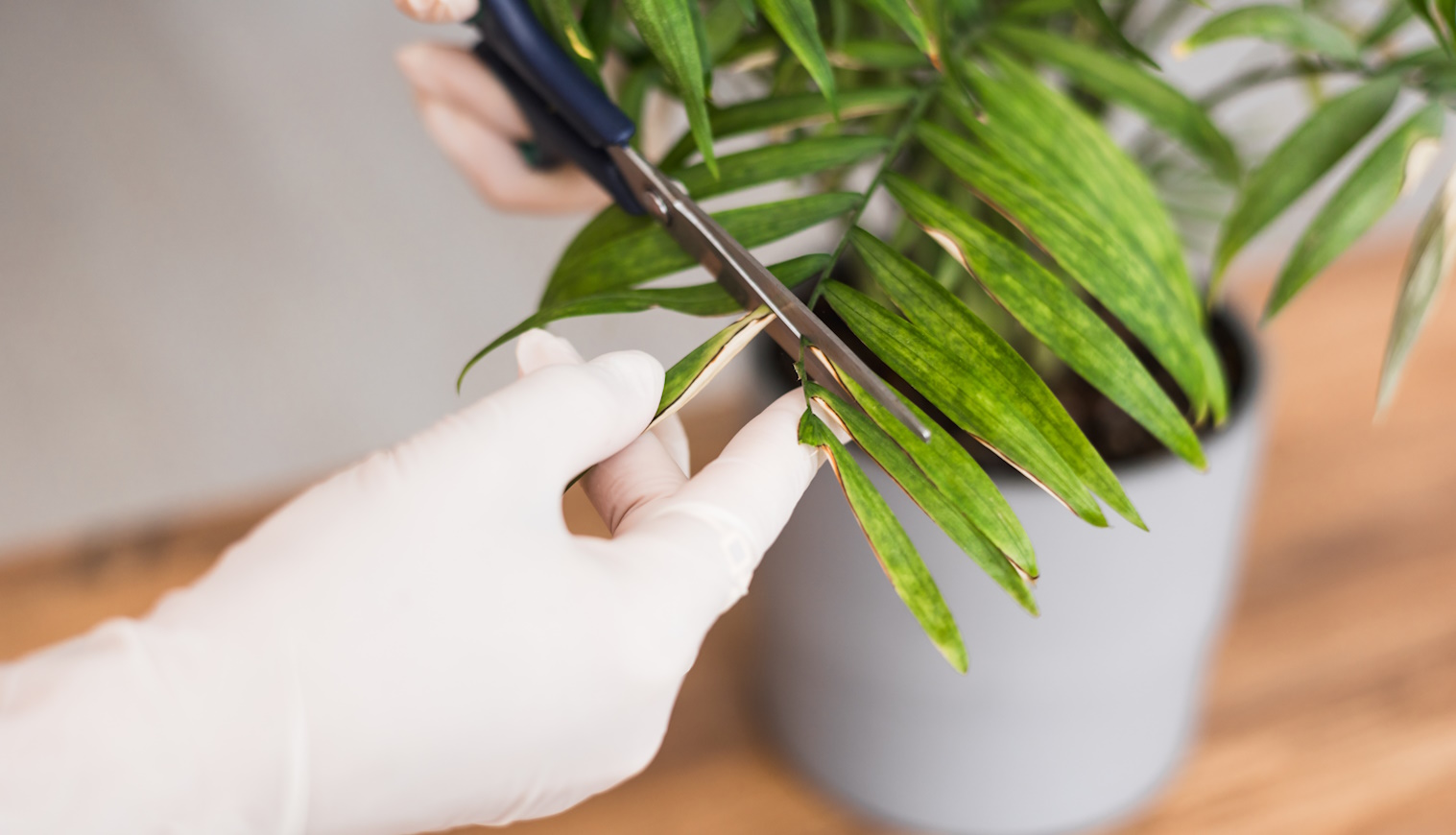 szobanövény levele barnul