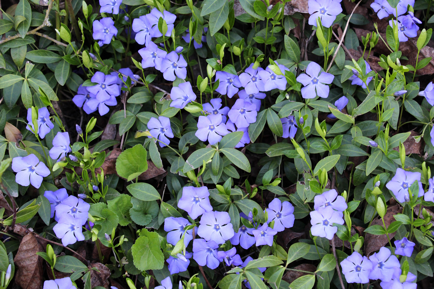 Az apró virágú, de látványos meténg