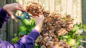 Metszi a kerti növényeket