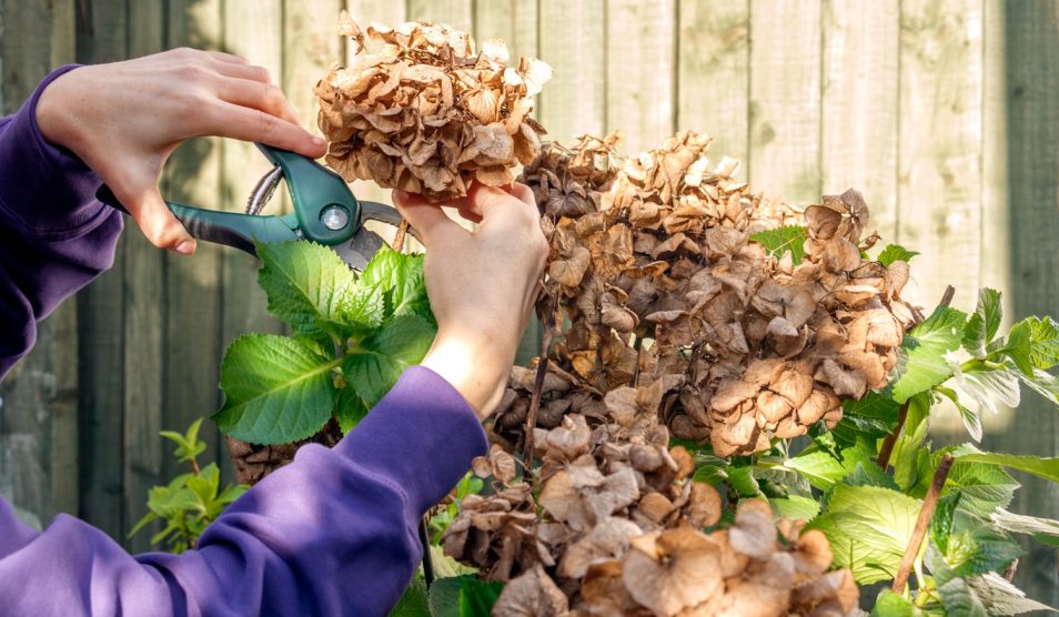 Metszi a kerti növényeket