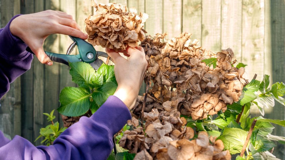 Metszi a kerti növényeket