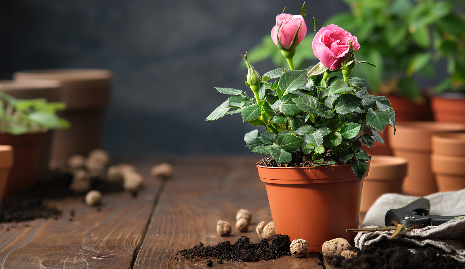 rózsaszín cserepes mindrózsa