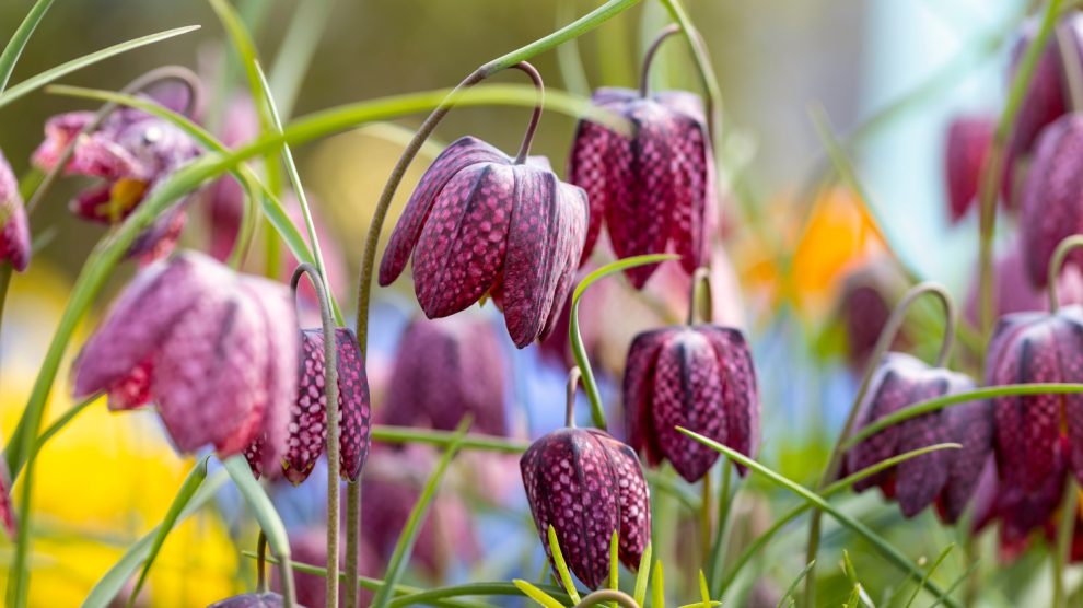 mocsári kockásliliom lila