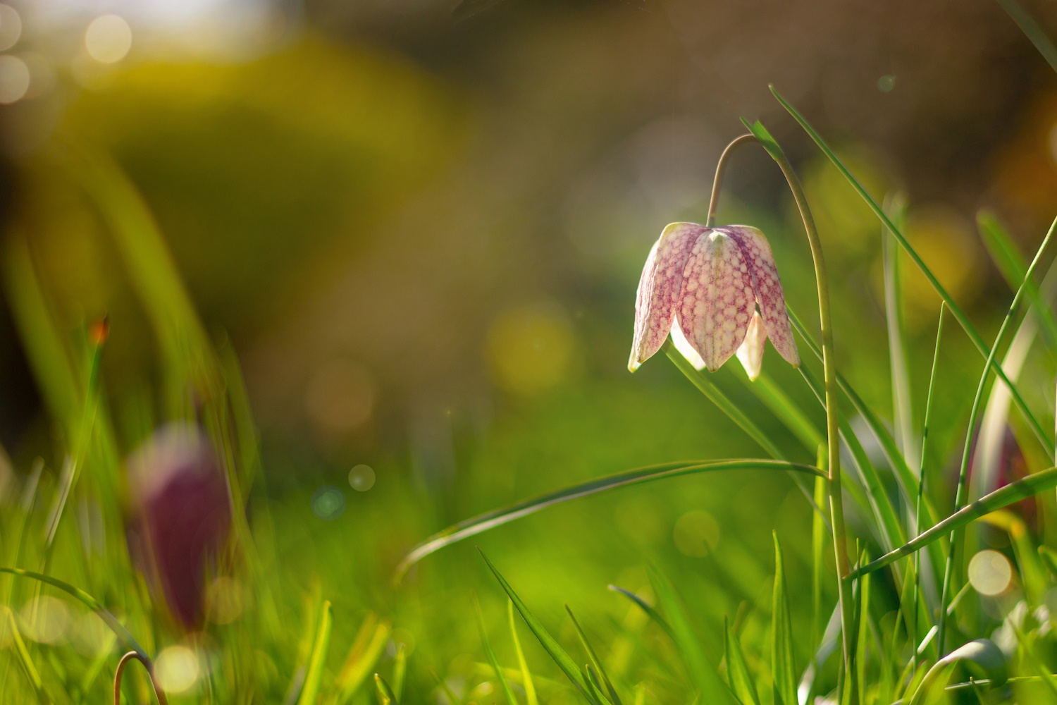 mocsári kockásliliom