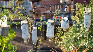 Múanyag flakonok a kertben lógnak