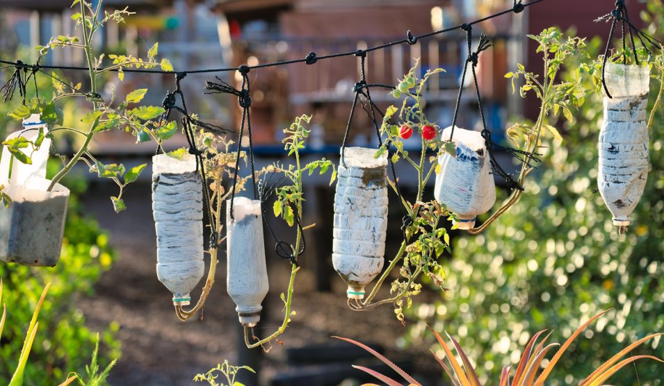 Múanyag flakonok a kertben lógnak