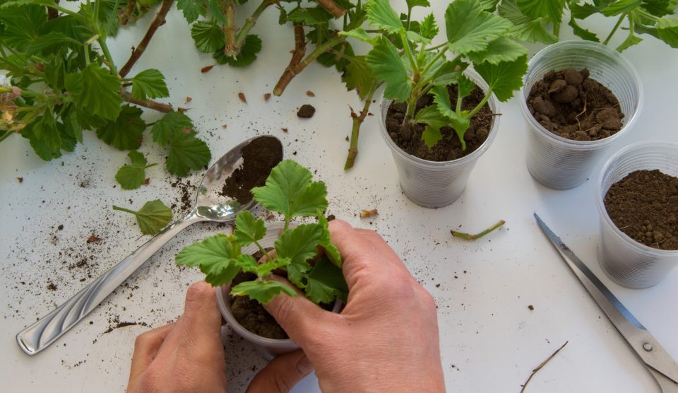 muskátli dugványozás