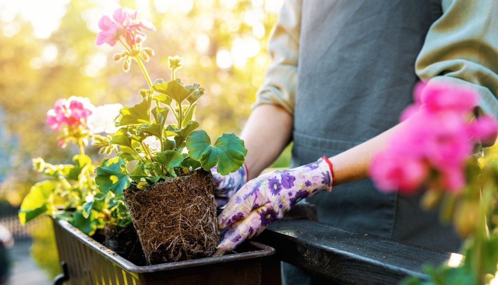 rózsaszín muskáátlit ültet tavasszal egy nő az erkélyen
