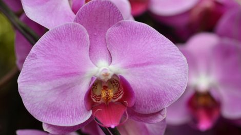 rózsaszín orchidea