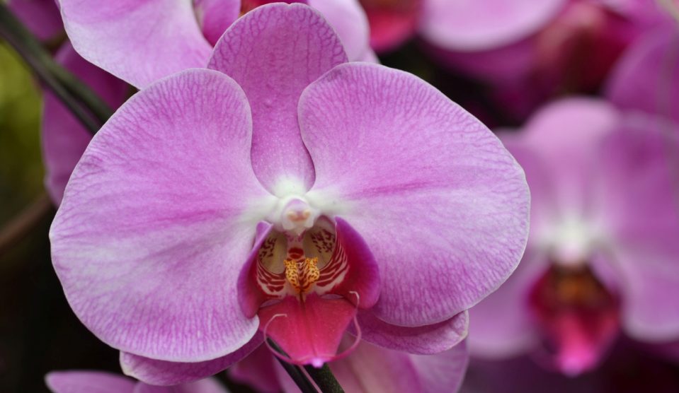 rózsaszín orchidea