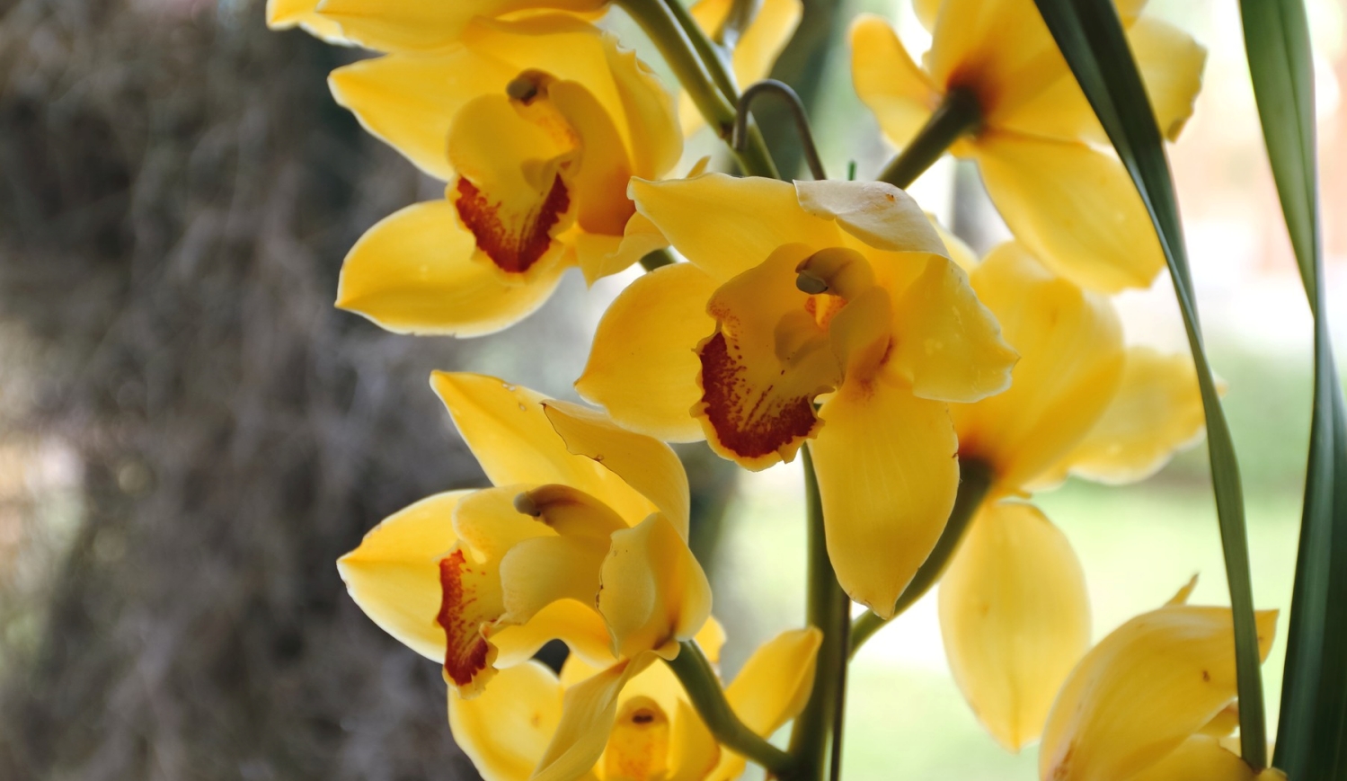 sárga orchidea virágzik