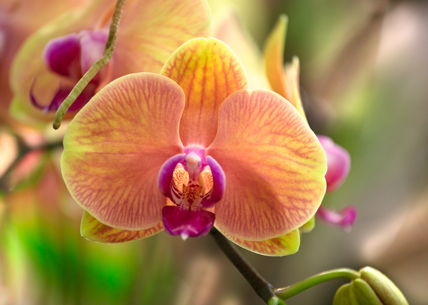 Orchidea