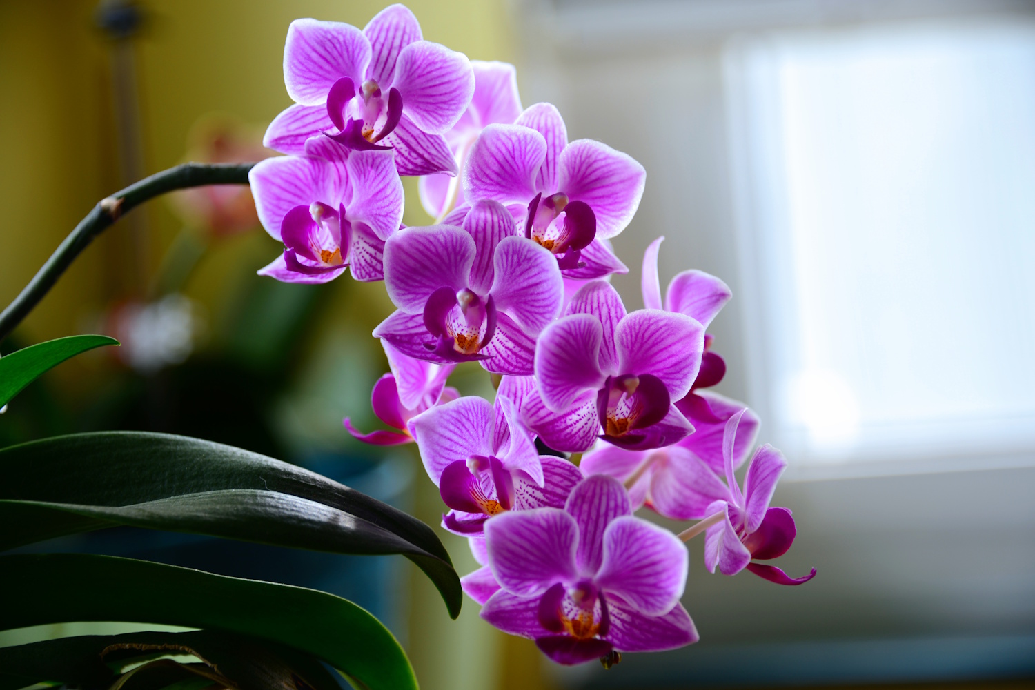Orchidea