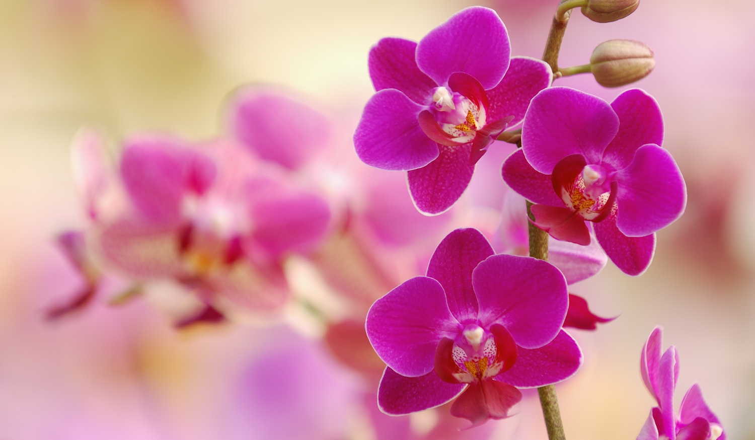 Orchidea