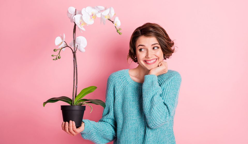 Fiatal nő rózsaszín fal előtt cserepes orchideát tart