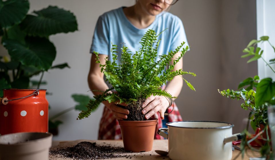 Páfrányt ültet egy lány