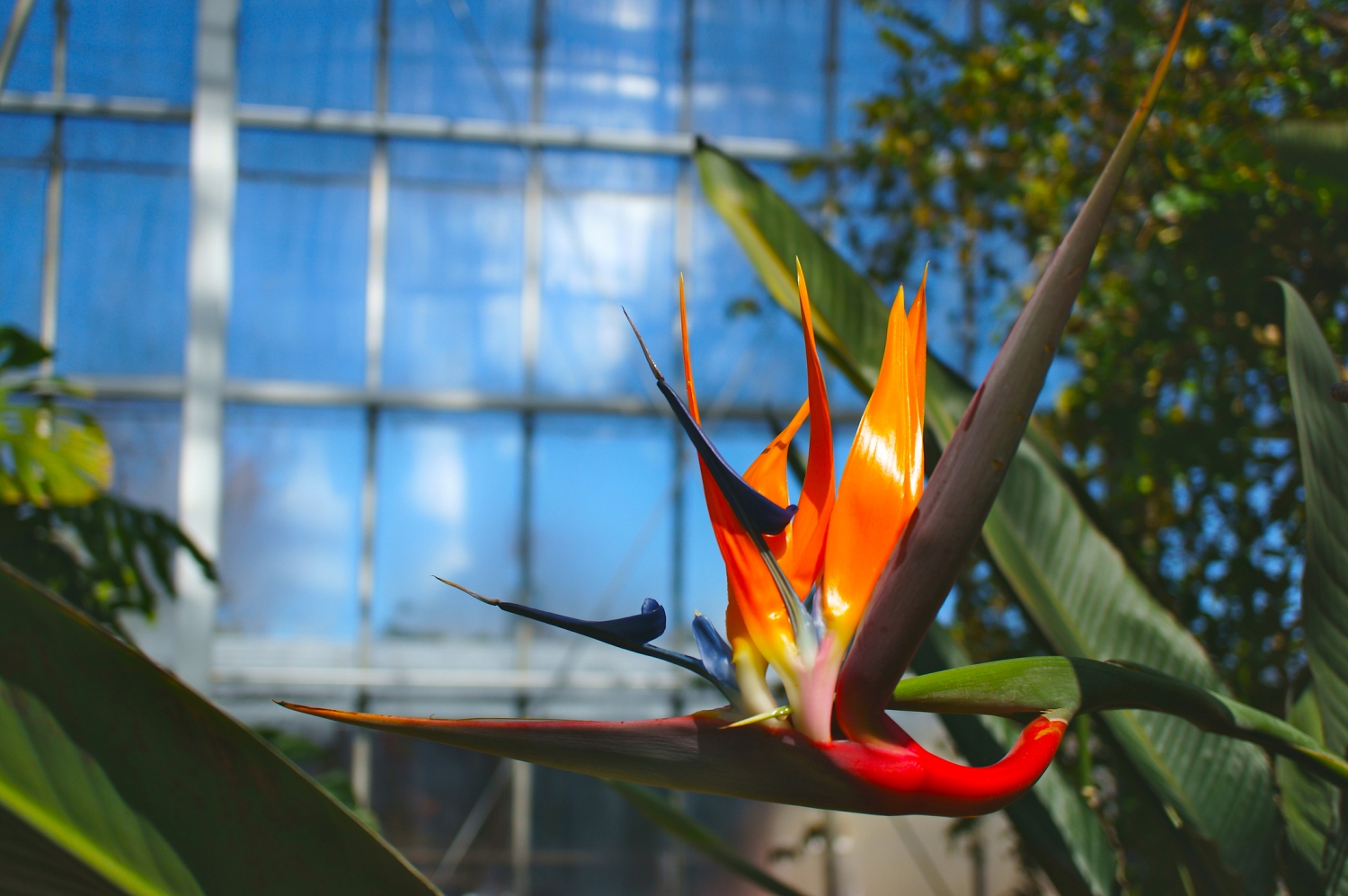 papagájvirág üvegházban